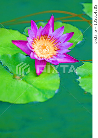 家の周りの草花　四季の色々　水生植物園の温室に美しいスイレンの花が咲きました　 135014585