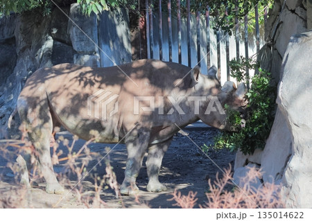 ヒガシクロサイ 135014622