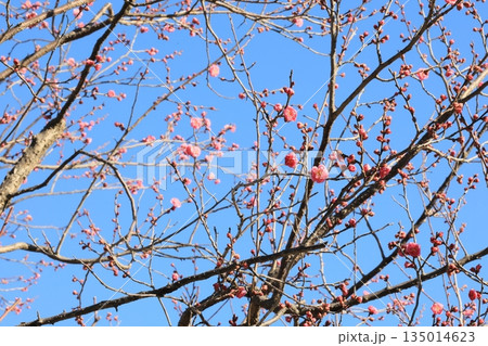 咲き始めの紅梅の枝 135014623