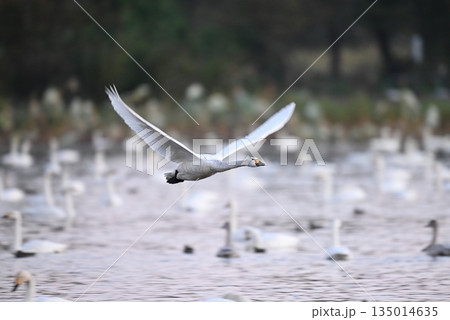 白鳥の飛び立ち 135014635