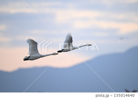 朝焼けに飛ぶ白鳥 135014640