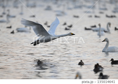 飛び立つ白鳥 135014641