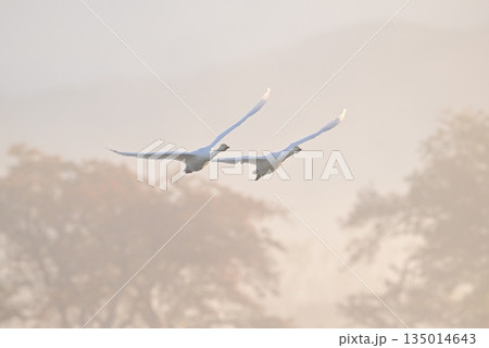 朝霧の中を飛ぶ白鳥 135014643