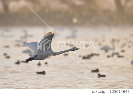 朝霧の中を飛ぶ白鳥 135014645