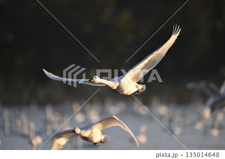 朝日を浴びて飛ぶ白鳥 朝日を浴びて飛ぶ白鳥 135014648