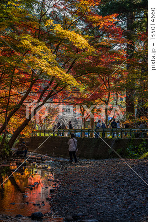 森町の遠江国一宮小國神社の紅葉の風景(静岡県) 森町の遠江国一宮小國神社の紅葉の風景(静岡県) 135014660