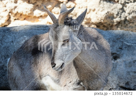 スーチョワンバーラル スーチョワンバーラル 135014672