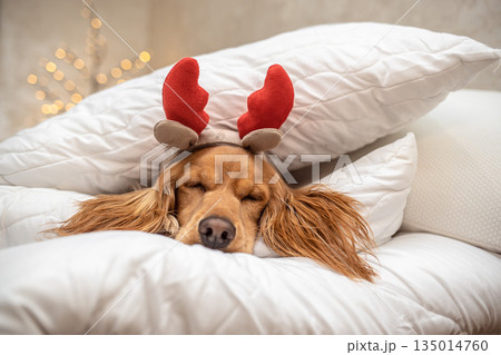 Adorable dog with reindeer antlers sleeping on cozy white pillows, Christmas holiday concept Adorable dog with reindeer antlers sleeping on cozy white pillows, Christmas holiday concept 135014760