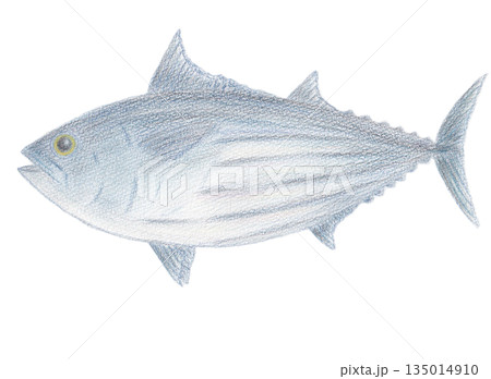 カツオ 135014910