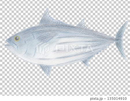 カツオ 135014910