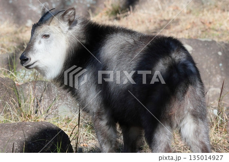 ニホンカモシカ 135014927