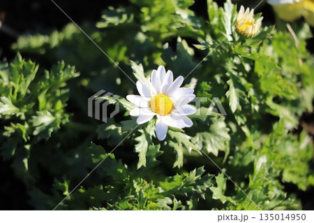 冬の庭に咲く白いノースポールの花 冬の庭に咲く白いノースポールの花 135014950