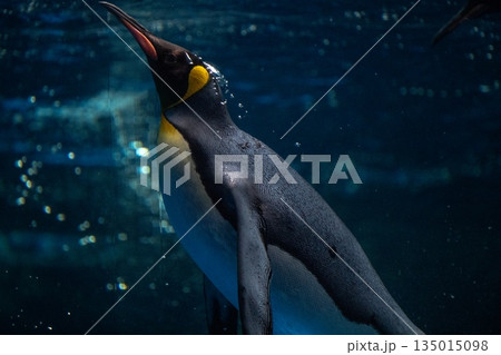 ペンギンスイミング ペンギンスイミング 135015098