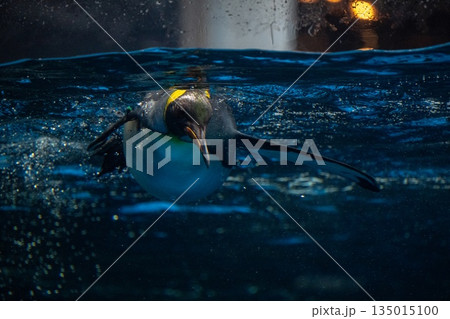 ペンギンスイミング 135015100