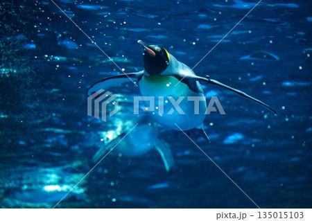 ペンギンスイミング 135015103