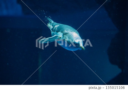 ペンギンスイミング 135015106