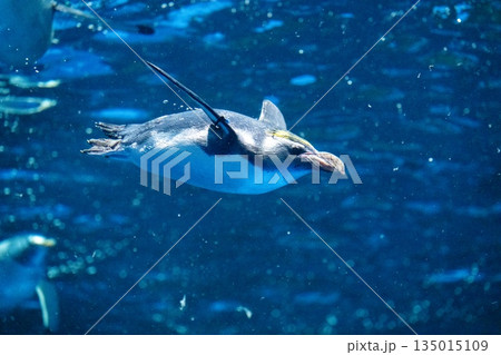 ペンギンスイミング ペンギンスイミング 135015109