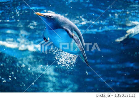 ペンギンスイミング 135015113