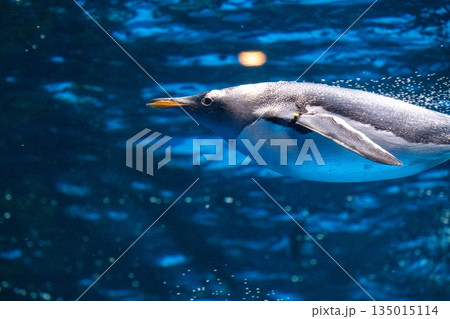 ペンギンスイミング 135015114