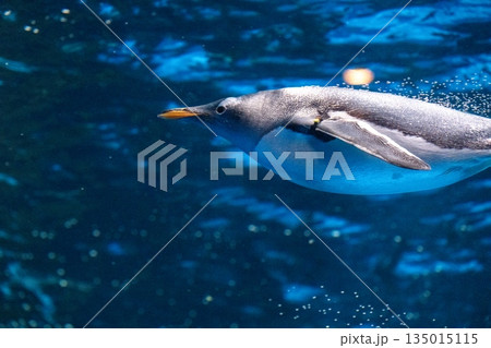 ペンギンスイミング 135015115