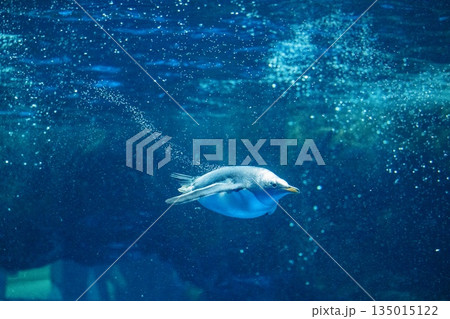 ペンギンスイミング 135015122