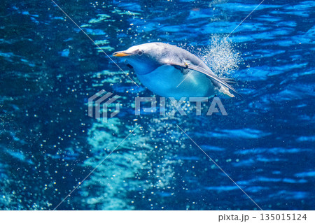 ペンギンスイミング ペンギンスイミング 135015124
