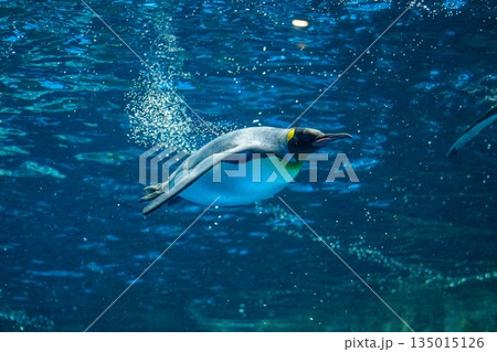 ペンギンスイミング ペンギンスイミング 135015126