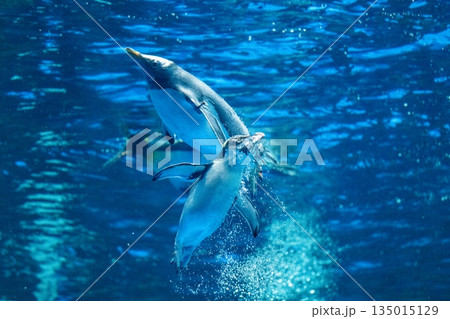 ペンギンスイミング 135015129