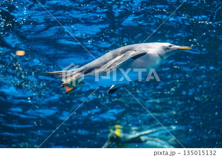 ペンギンスイミング ペンギンスイミング 135015132
