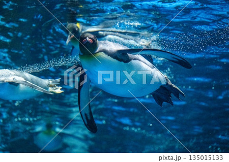 ペンギンスイミング 135015133
