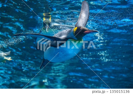ペンギンスイミング ペンギンスイミング 135015136