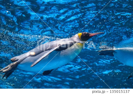 ペンギンスイミング 135015137