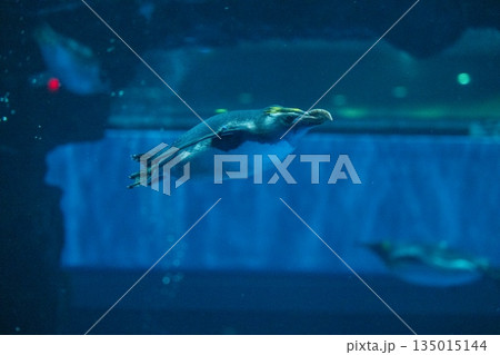 ペンギンスイミング 135015144