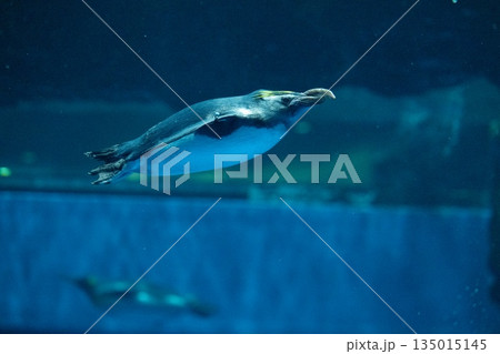 ペンギンスイミング 135015145