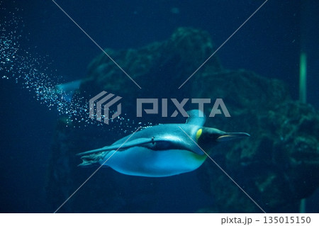 ペンギンスイミング 135015150