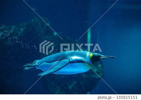 ペンギンスイミング ペンギンスイミング 135015151