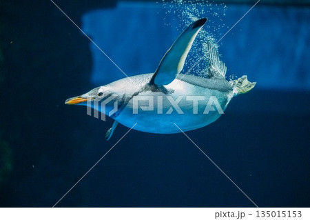 ペンギンスイミング 135015153