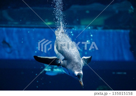ペンギンスイミング 135015158