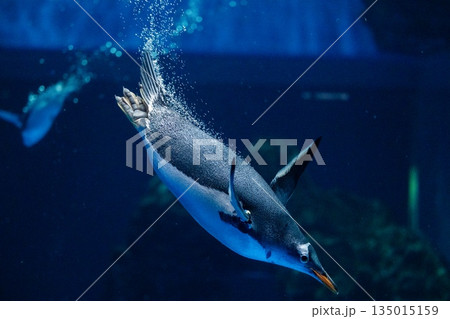ペンギンスイミング 135015159