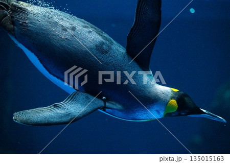 ペンギンスイミング 135015163