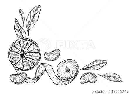 Sweet mandarin orange with twist peel, leaves, citrus slices vector isolated horizontal border with empty space for text. Whole tropical clementine fruit line ink hand drawn illustration. Sweet mandarin orange with twist peel, leaves, citrus slices vector isolated horizontal border with empty space for text. Whole tropical clementine fruit line ink hand drawn illustration. 135015247