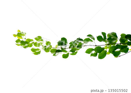 vine frame leaf vine circle Isolate on transparent background PNG file vine frame leaf vine circle Isolate on transparent background PNG file 135015502