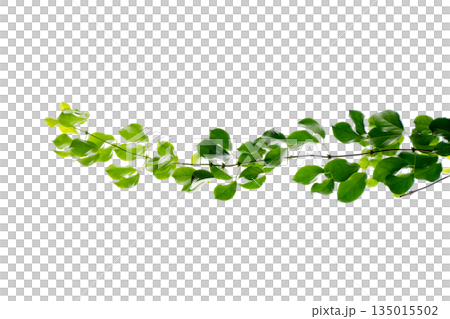 vine frame leaf vine circle Isolate on transparent background PNG file vine frame leaf vine circle Isolate on transparent background PNG file 135015502