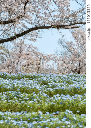 ネモフィラと桜の共演 135015529