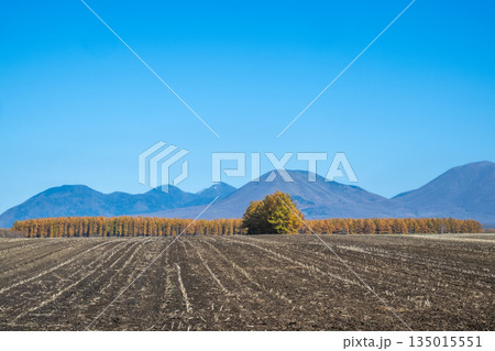 秋の十勝平野 -雄大な北の大地- 135015551