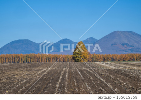 秋の十勝平野 -雄大な北の大地- 135015559