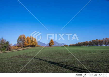 秋の十勝平野 -雄大な北の大地- 秋の十勝平野 -雄大な北の大地- 135015560