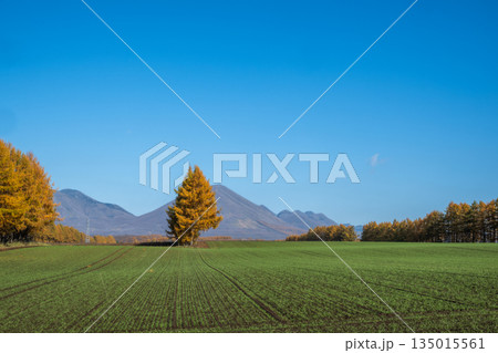 秋の十勝平野 -雄大な北の大地- 135015561