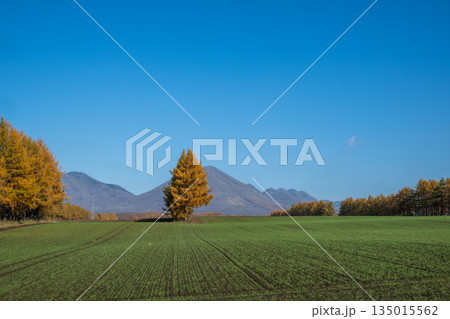秋の十勝平野 -雄大な北の大地- 135015562