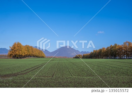 秋の十勝平野 -雄大な北の大地- 135015572